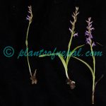 Hemipilia secundiflora (Kraenzl.) Y.Tang & H.Peng Plants of Nepal Hemipilia secundiflora (Kraenzl.) Y.Tang & H.Peng