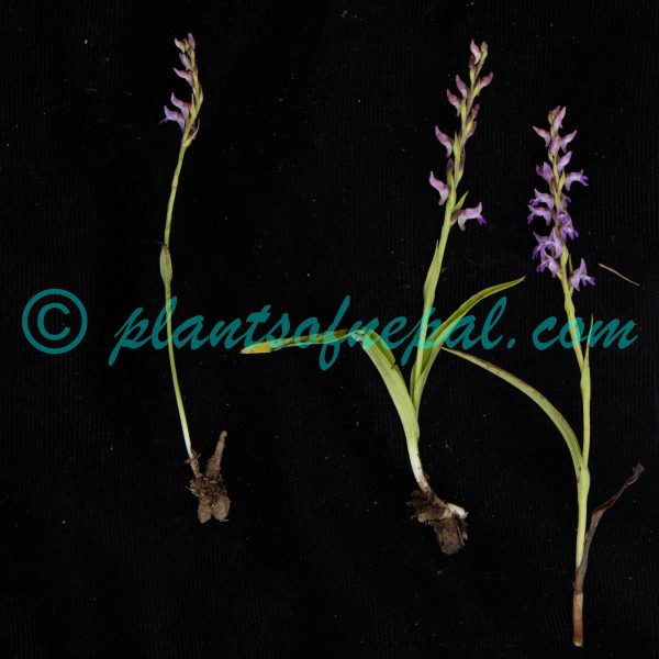 Hemipilia secundiflora (Kraenzl.) Y.Tang & H.Peng Plants of Nepal