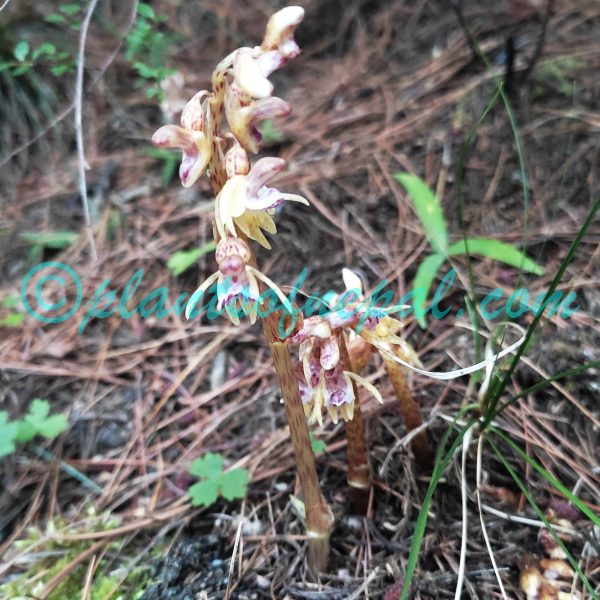 Epipogium aphyllum Sw. Plants of Nepal