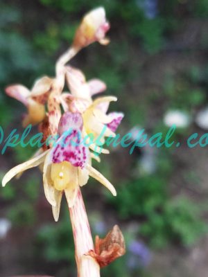 Epipogium aphyllum Sw. Plants of Nepal