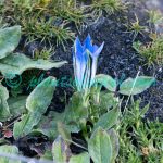 Gentiana ornata (G.Don) Wall. ex Griseb. Plants of Nepal Gentiana ornata (G.Don) Wall. ex Griseb.