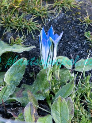 Gentiana ornata (G.Don) Wall. ex Griseb. Plants of Nepal