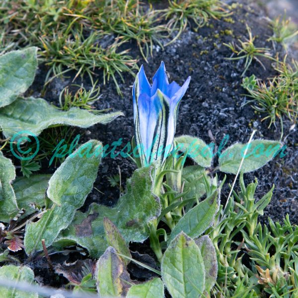Gentiana ornata (G.Don) Wall. ex Griseb. Plants of Nepal