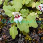 Impatiens occultans Hook.f. Plants of Nepal Impatiens occultans Hook.f.