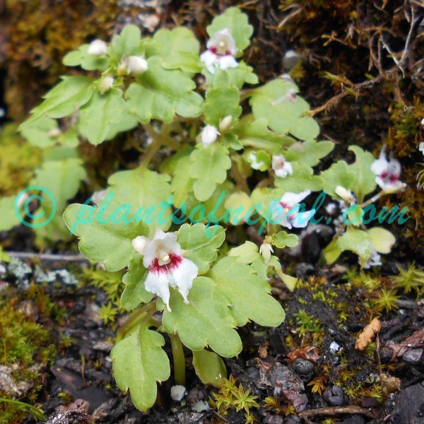 Impatiens occultans Hook.f. Plants of Nepal