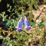 Nepeta staintonii Hedge Plants of Nepal Nepeta staintonii