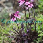 Pedicularis roylei Maxim. Plants of Nepal Pedicularis roylei Maxim.