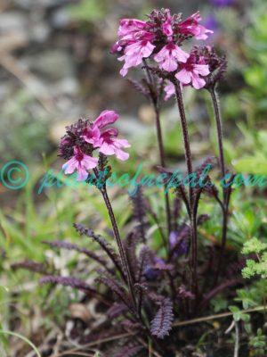 Pedicularis cheilanthifolia Schrenk Plants of Nepal