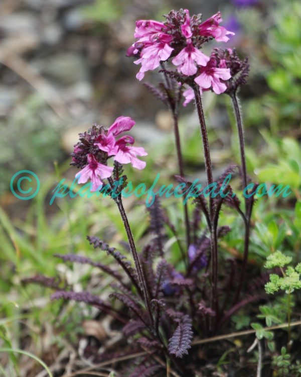 Pedicularis cheilanthifolia Schrenk Plants of Nepal