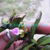 Pelatantheria insectifera (Rchb.f.) Ridl. Plants of Nepal