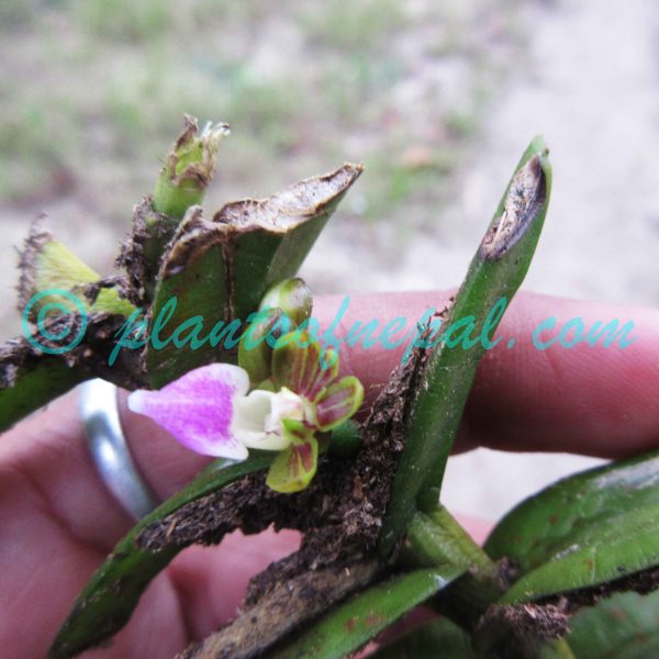 Pelatantheria insectifera (Rchb.f.) Ridl. Plants of Nepal