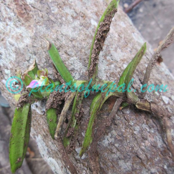 Pelatantheria insectifera (Rchb.f.) Ridl. Plants of Nepal