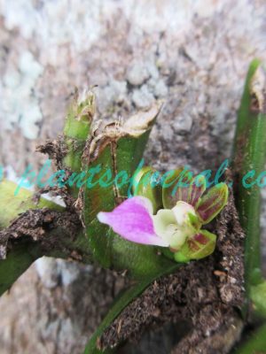 Pelatantheria insectifera (Rchb.f.) Ridl. Plants of Nepal