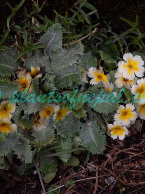 Primula aureata H.R.Fletcher Plants of Nepal