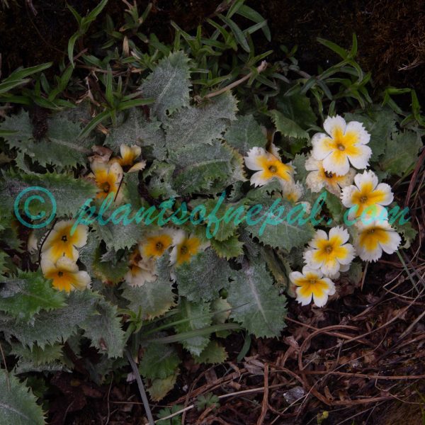 Primula aureata H.R.Fletcher Plants of Nepal
