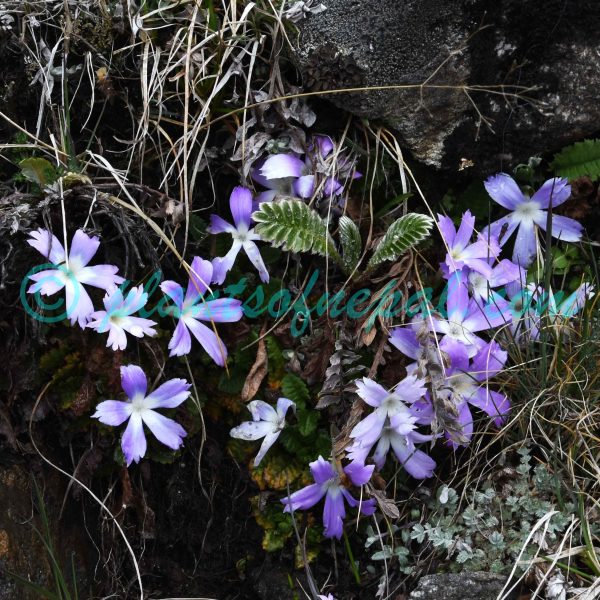 Primula deuteronana Craib Plants of Nepal