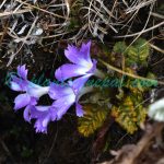 Primula deuteronana