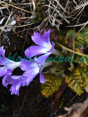 Primula deuteronana Craib Plants of Nepal