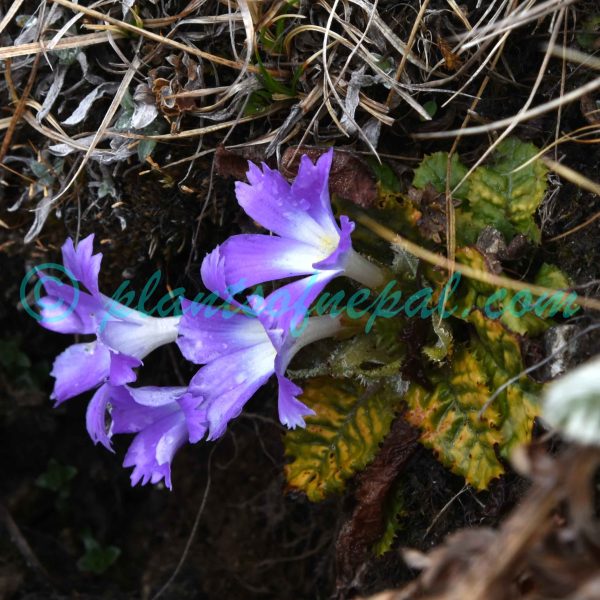 Primula deuteronana Craib Plants of Nepal