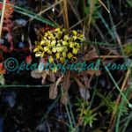 Soroseris glomerata (C.B.Clarke) Stebbins Plants of Nepal Soroseris glomerata (C.B.Clarke) Stebbins