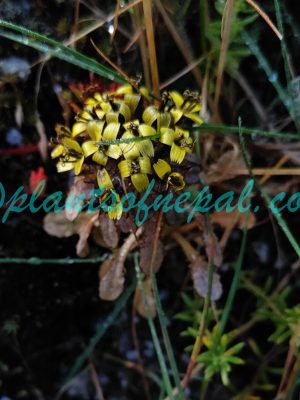 Soroseris glomerata (C.B.Clarke) Stebbins Plants of Nepal
