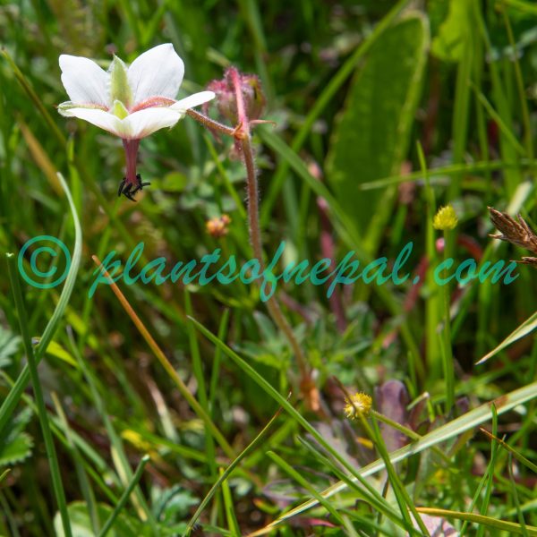 Geranium refractum Edgew. & Hook.f. Plants of Nepal