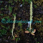 Goodyera fusca (Lindl.) Hook.f. Plants of Nepal Goodyera fusca (Lindl.) Hook.f.