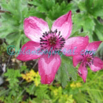 Anemonastrum polyanthes (D.Don) Holub Plants of Nepal Anemonastrum polyanthes (D.Don) Holub