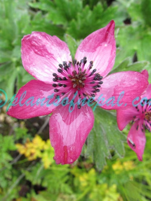 Anemonastrum polyanthes (D.Don) Holub Plants of Nepal Anemonastrum polyanthes (D.Don) Holub Plants of Nepal
