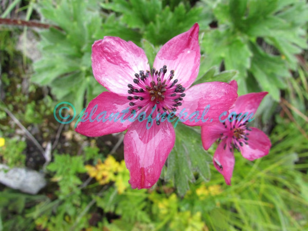 Anemonastrum polyanthes (D.Don) Holub Plants of Nepal