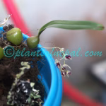 Bulbophyllum roseopictum J.J.Verm., Schuit. & de Vogel