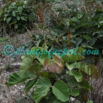 Fritillaria cirrhosa D.Don