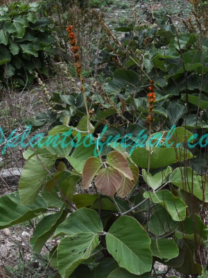 Butea buteiformis (Voigt) Grierson Plants of Nepal Butea buteiformis (Voigt) Grierson Plants of Nepal