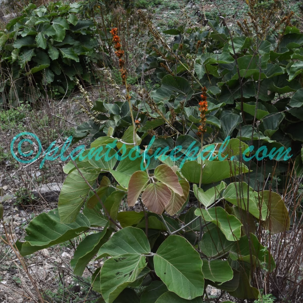 Butea buteiformis (Voigt) Grierson Plants of Nepal