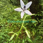 Cicerbita nepalensis Kitam.