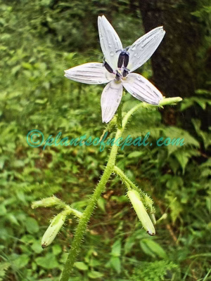 Cicerbita nepalensis Kitam. Plants of Nepal