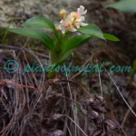 Pinalia graminifolia (Lindl.) Kuntze