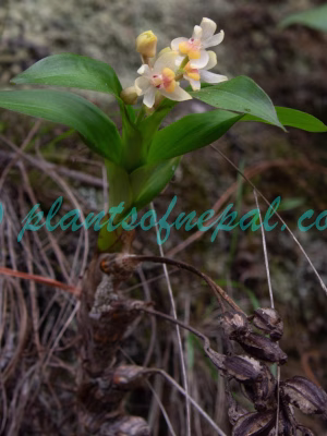 Pinalia graminifolia (Lindl.) Kuntze Plants of Nepal