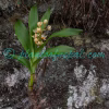 Pinalia graminifolia (Lindl.) Kuntze Plants of Nepal