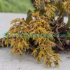 Dendrobium porphyrochilum Lindl. Plants of Nepal Dendrobium porphyrochilum Lindl. Plants of Nepal