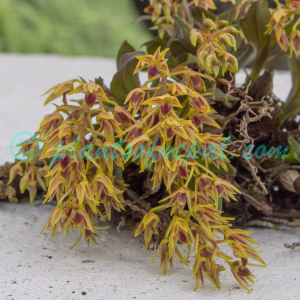 Dendrobium porphyrochilum Lindl. Plants of Nepal Dendrobium porphyrochilum Lindl. Plants of Nepal