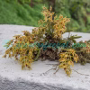 Dendrobium porphyrochilum Lindl. Plants of Nepal Dendrobium porphyrochilum Lindl. Plants of Nepal
