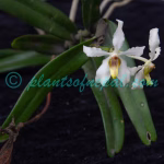 Cymbilabia undulata (Lindl.) D.K.Liu & Ming H.Li