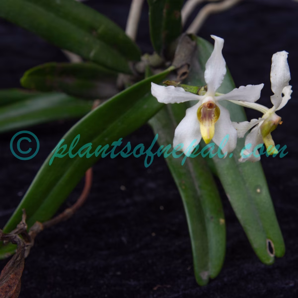 Cymbilabia undulata (Lindl.) D.K.Liu & Ming H.Li Plants of Nepal
