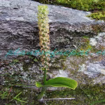 Dienia cylindrostachya Lindl. Plants of Nepal Dienia cylindrostachya Lindl.