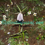 Fritillaria cirrhosa D.Don Plants of Nepal Fritillaria cirrhosa D.Don