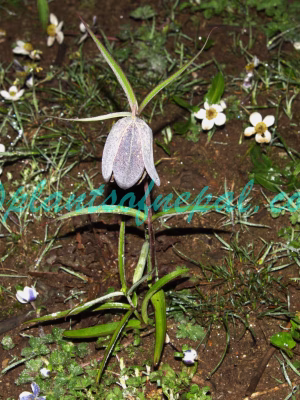 Fritillaria cirrhosa D.Don Plants of Nepal