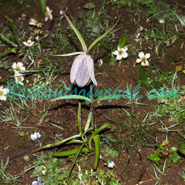 Fritillaria cirrhosa D.Don Plants of Nepal