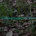 Herminium lanceum (Thunb. ex Sw.) Vuijk Plants of Nepal Herminium lanceum (Thunb. ex Sw.) Vuijk