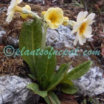 Primula strumosa Balf.f. & R.E.Cooper Plants of Nepal Primula strumosa Balf.f. & R.E.Cooper